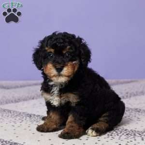 Marshall, Miniature Poodle Puppy